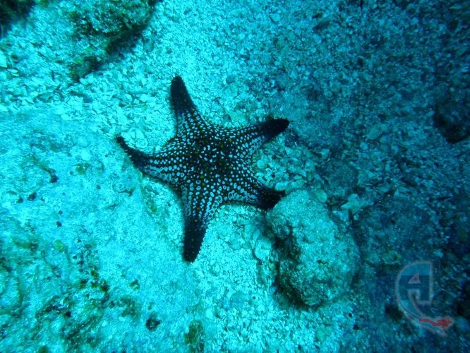 estrella de mar común del caribe